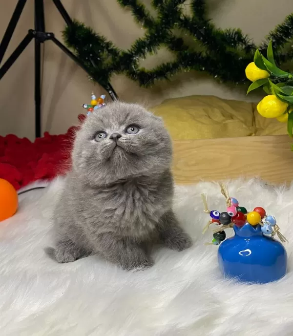 A Kalite Scottish Fold Bebek