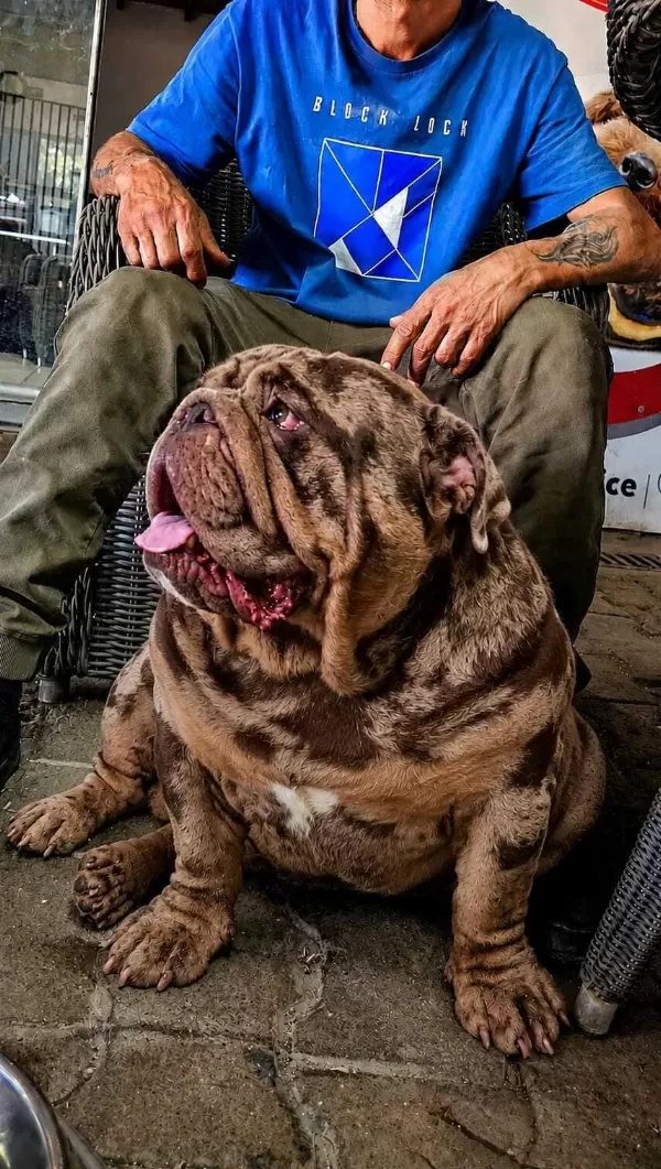 Üst Düzey İngiliz Bulldog Yavrular