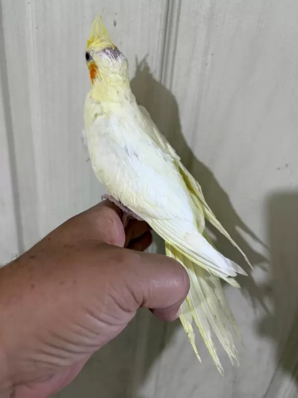 53 Günlük Evcil Lutino Bebek Sultan Papağani