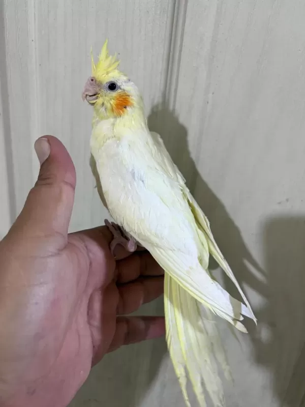 53 Günlük Evcil Lutino Bebek Sultan Papağani