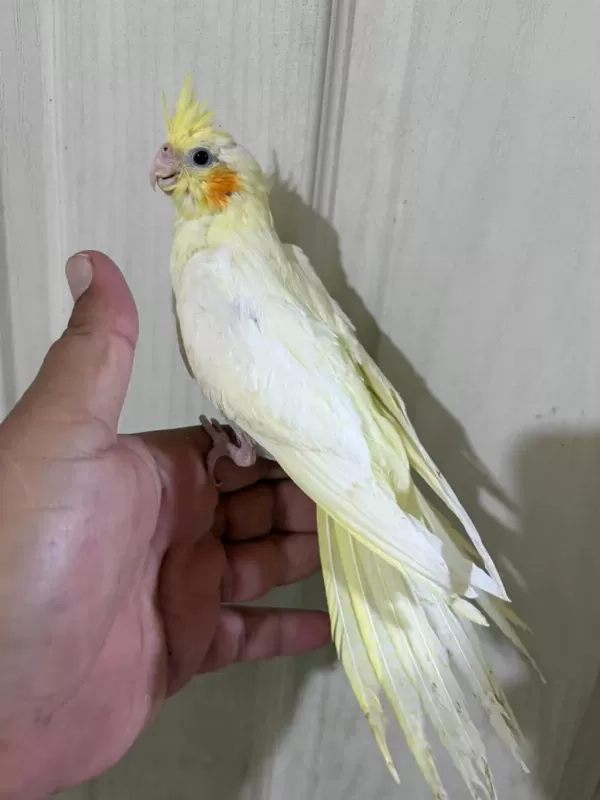 53 Günlük Evcil Lutino Bebek Sultan Papağani