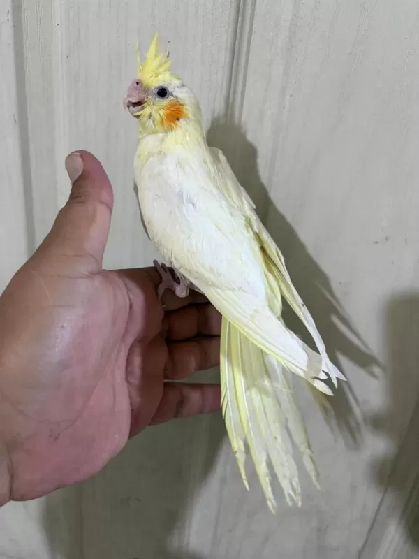 53 Günlük Evcil Lutino Bebek Sultan Papağani