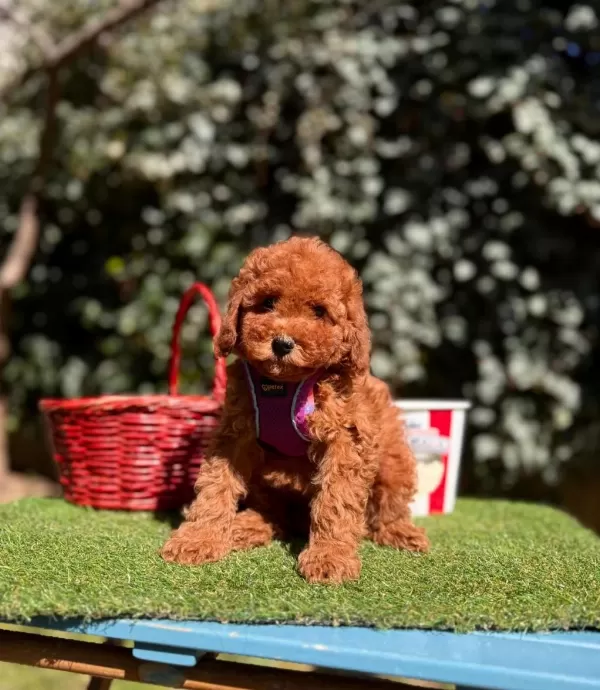 Safkan Toy Poodle Yavrularımız