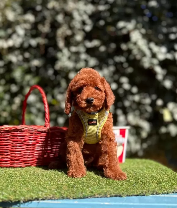 Safkan Toy Poodle Yavrularımız