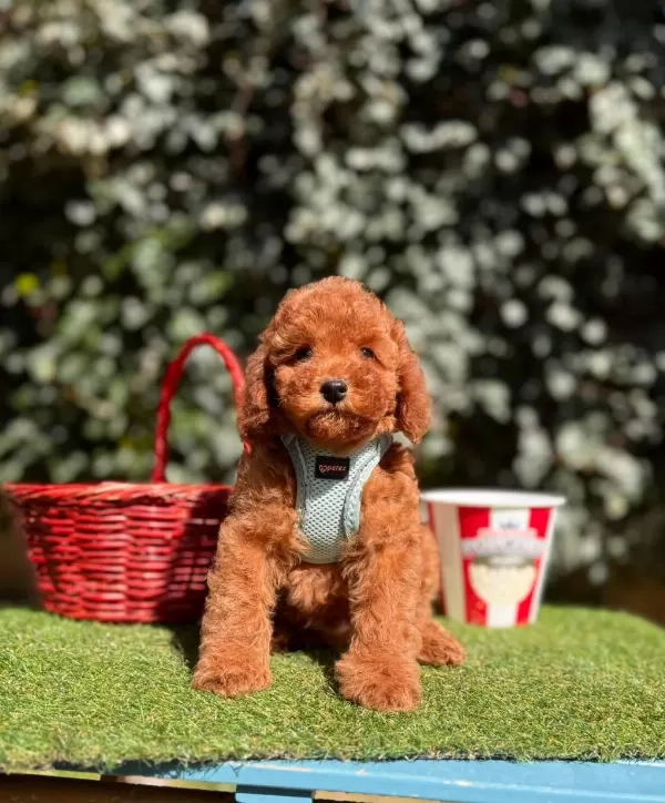 Safkan Toy Poodle Yavrularımız