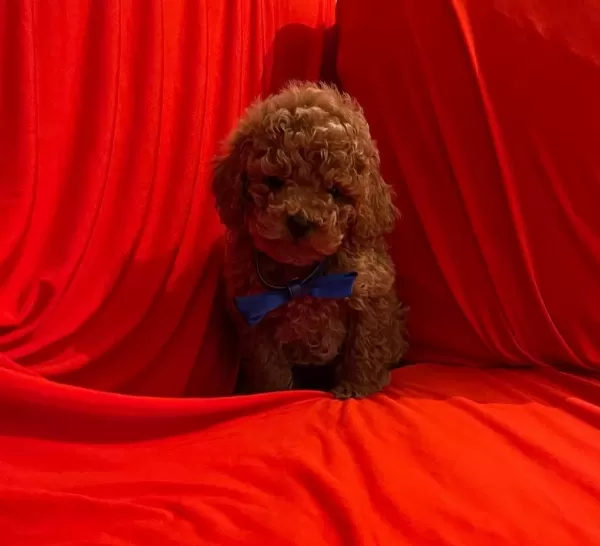 Safkan Toy Poodle Bebekler
