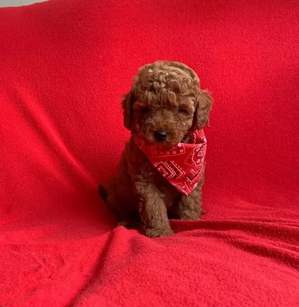 Safkan Toy Poodle Bebekler