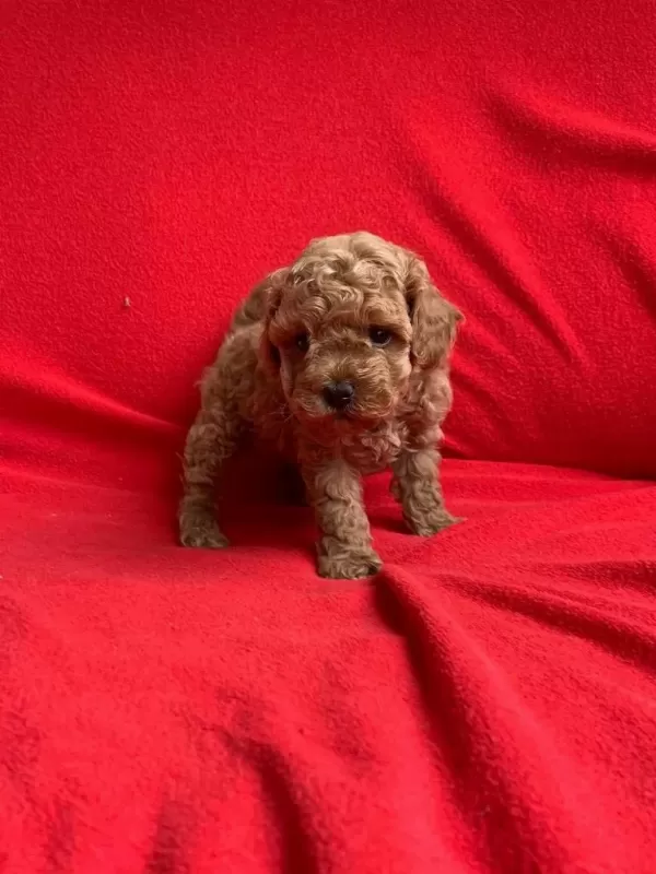 Safkan Toy Poodle Bebekler