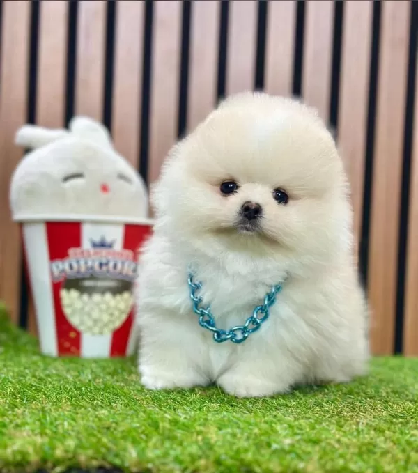 Safkan Pomeranian Boo Yavrularımız