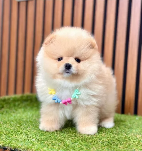 Safkan Pomeranian Boo Yavrularımız
