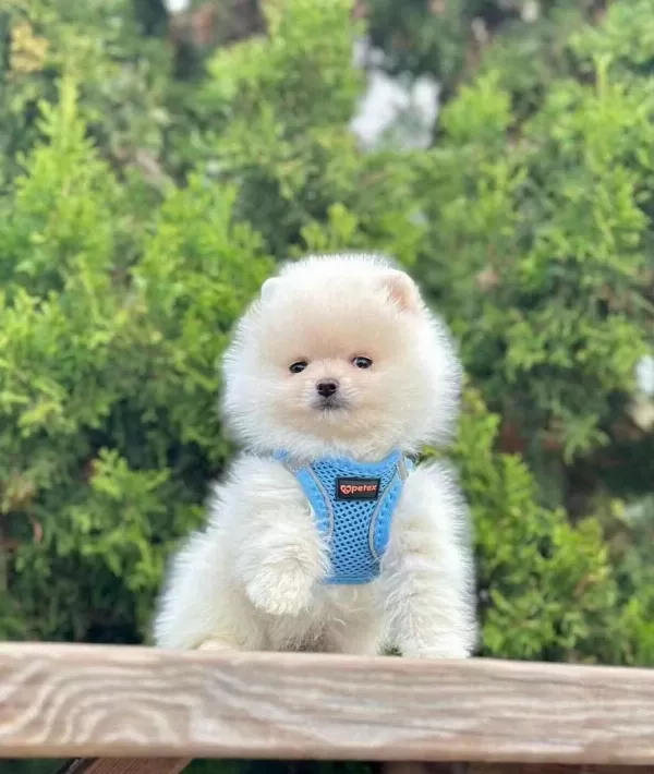 Safkan Pomeranian Boo Bebekler
