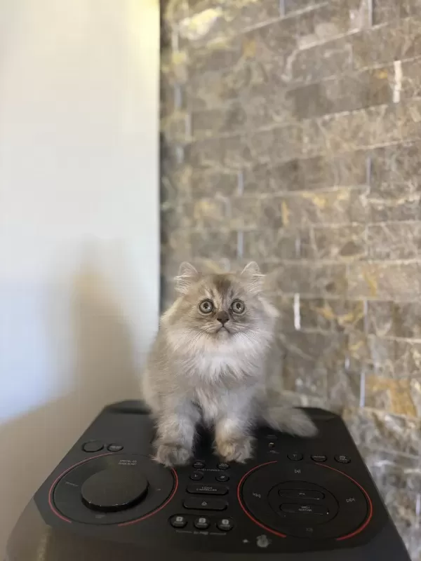 Teslime Hazir British Longhair Yavrularim