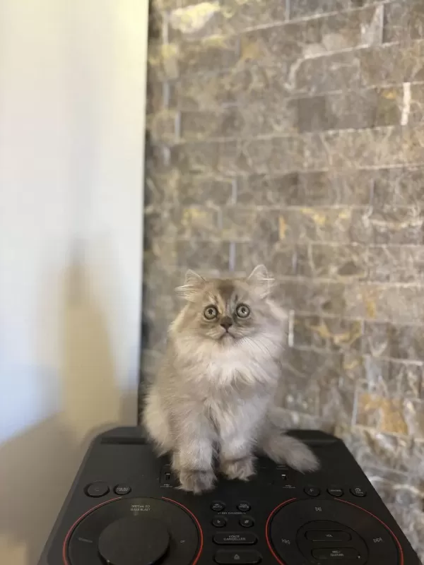 Teslime Hazir British Longhair Yavrularim