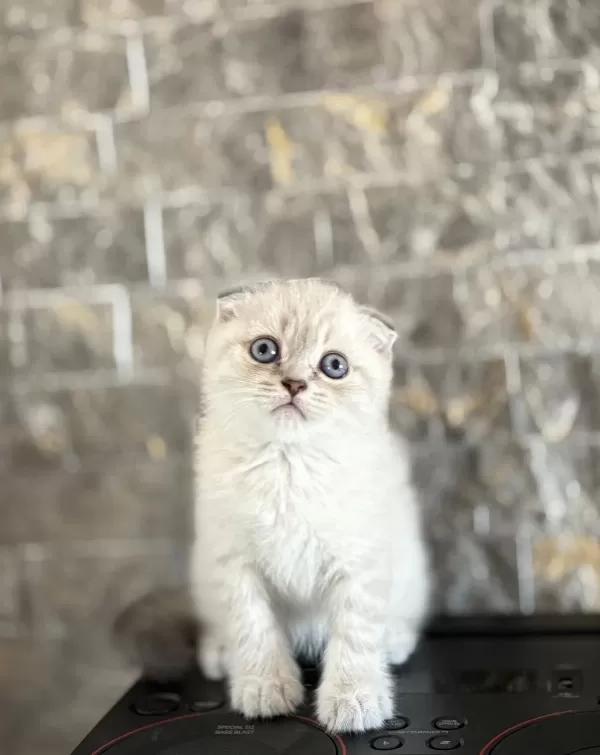 Scottish Fold Safkan Yavrularim