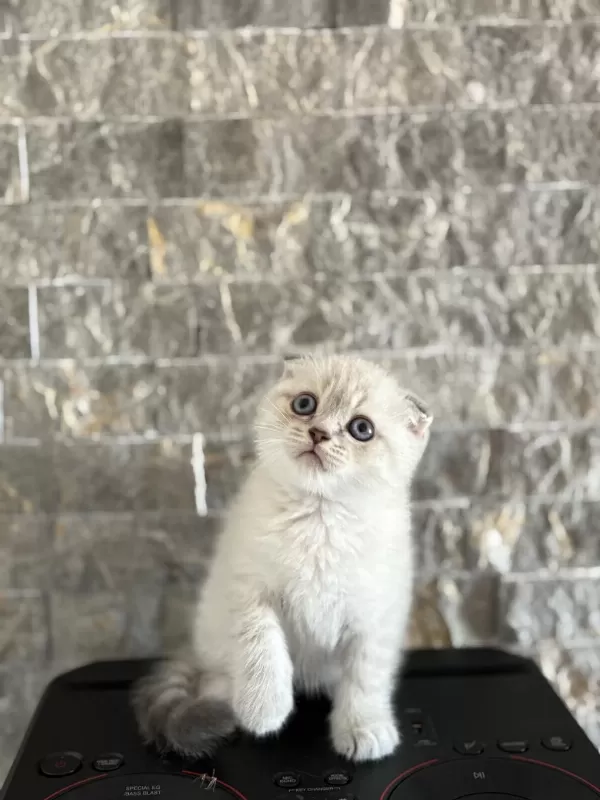 Scottish Fold Safkan Yavrularim