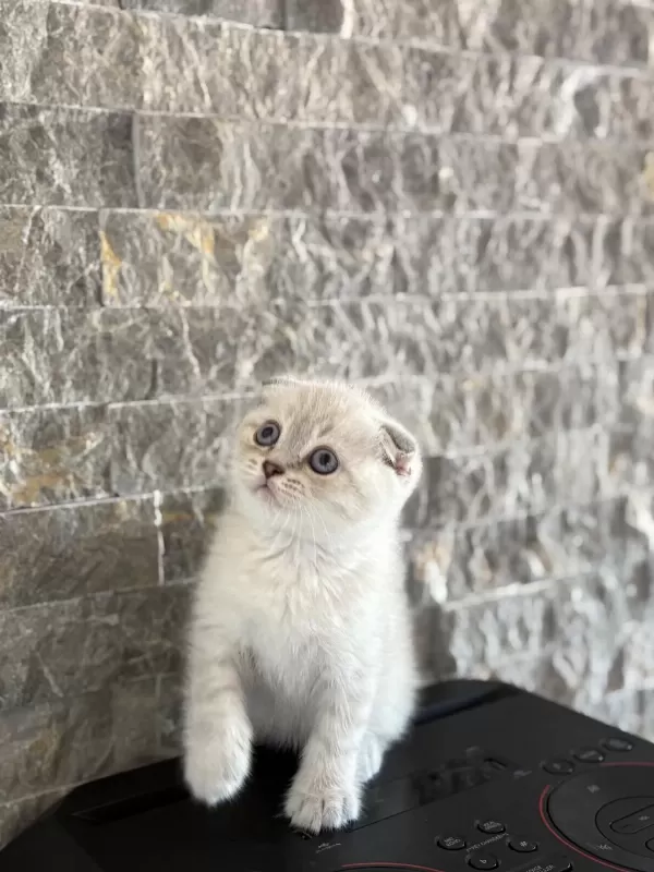 Scottish Fold Safkan Yavrularim