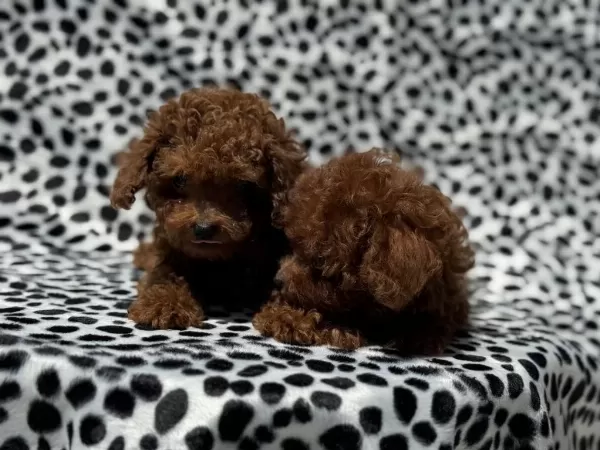 Show Kalite Tea Cup Kore Poodle Yavrumuz