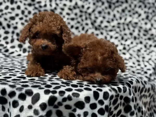 Show Kalite Tea Cup Kore Poodle Yavrumuz