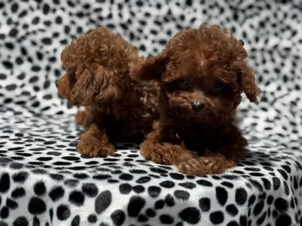Show Kalite Tea Cup Kore Poodle Yavrumuz