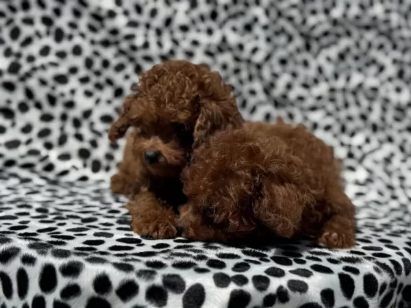 Show Kalite Tea Cup Kore Poodle Yavrumuz