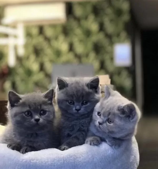 British Shorthair Dünya Tatlisi Yavrularim