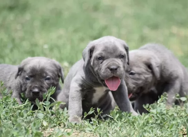 Heybetli Cane Corso Yavrular