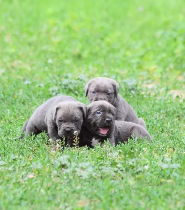Heybetli Cane Corso Yavrular