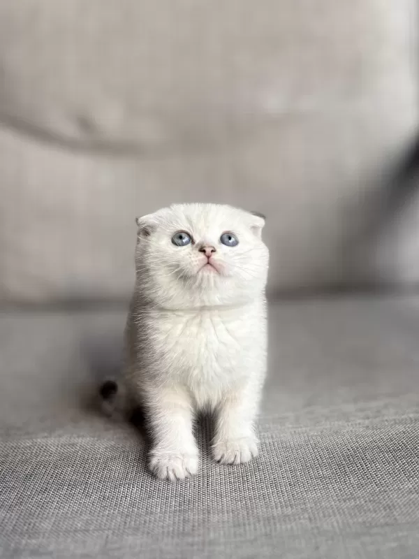 Masmavi Gözlere Sahip Scottish Fold Yavrularim