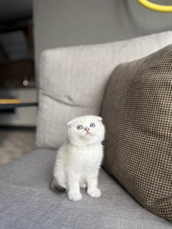 Masmavi Gözlere Sahip Scottish Fold Yavrularim