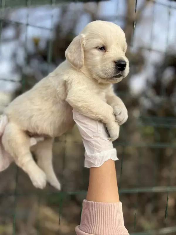 Baby Face İrk Garantili Golden Retriever Yavrular