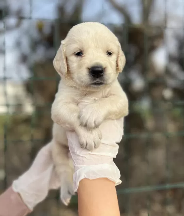 Baby Face İrk Garantili Golden Retriever Yavrular
