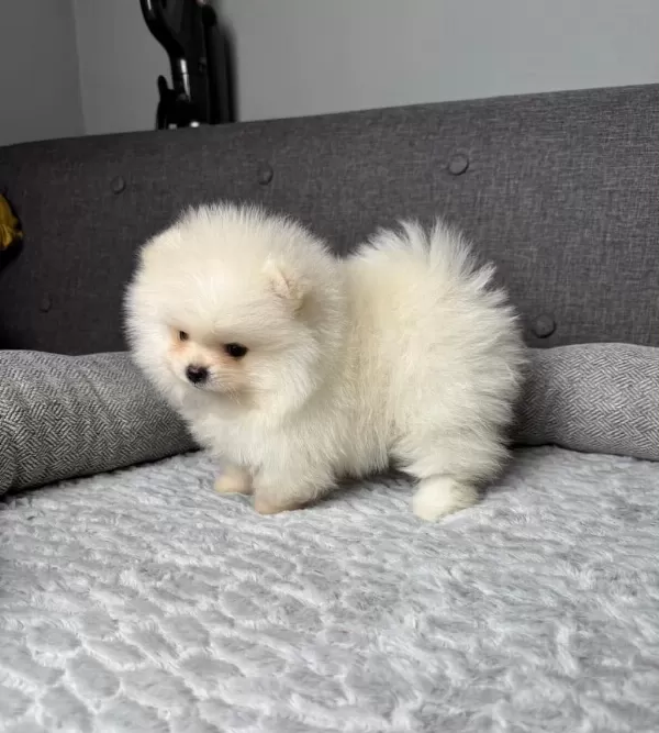 Pomeranian Bebek Köpeklerimiz