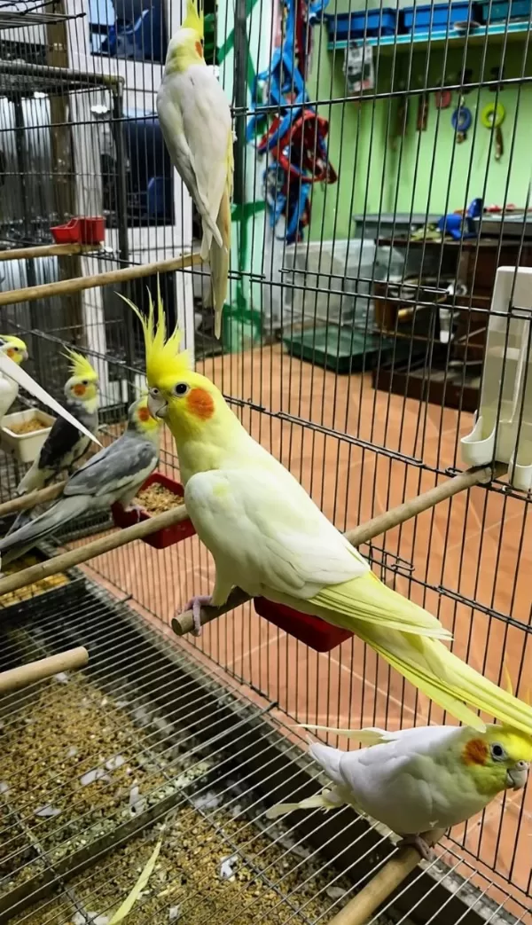 Bilezikli Orjinal Sultan Papağanları