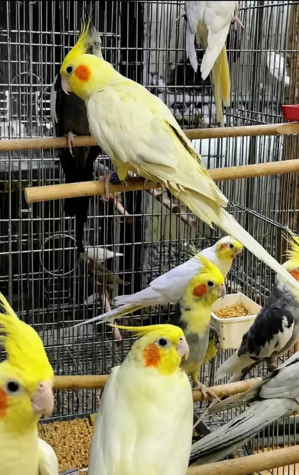 Bilezikli Orjinal Sultan Papağanları