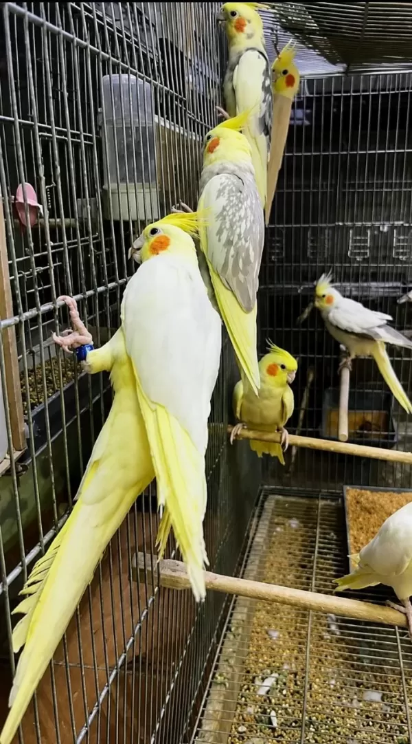 Bilezikli Orjinal Sultan Papağanları