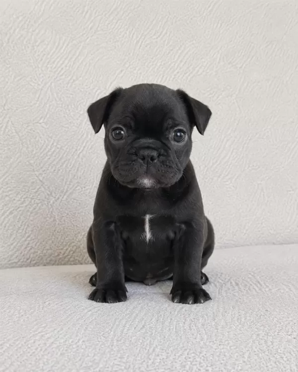 French Bulldog Bebekler
