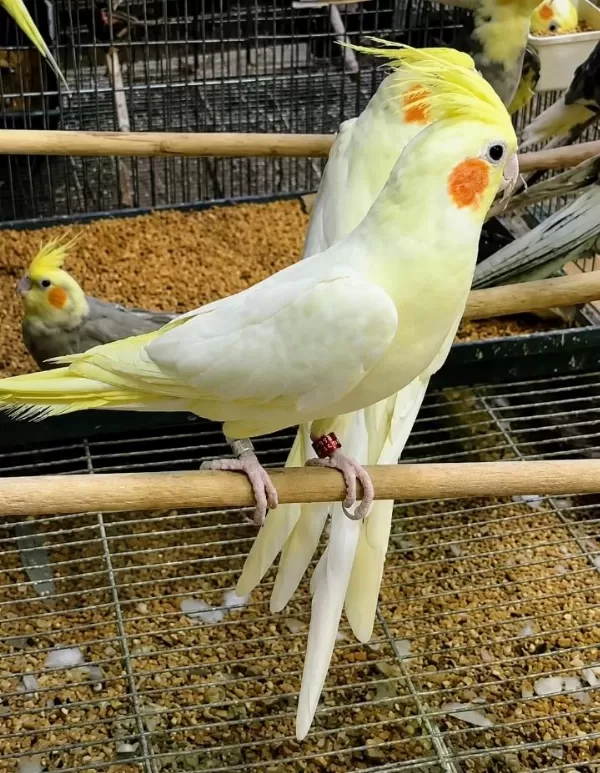 Bilezikli Orjinal Sultan Papağanları