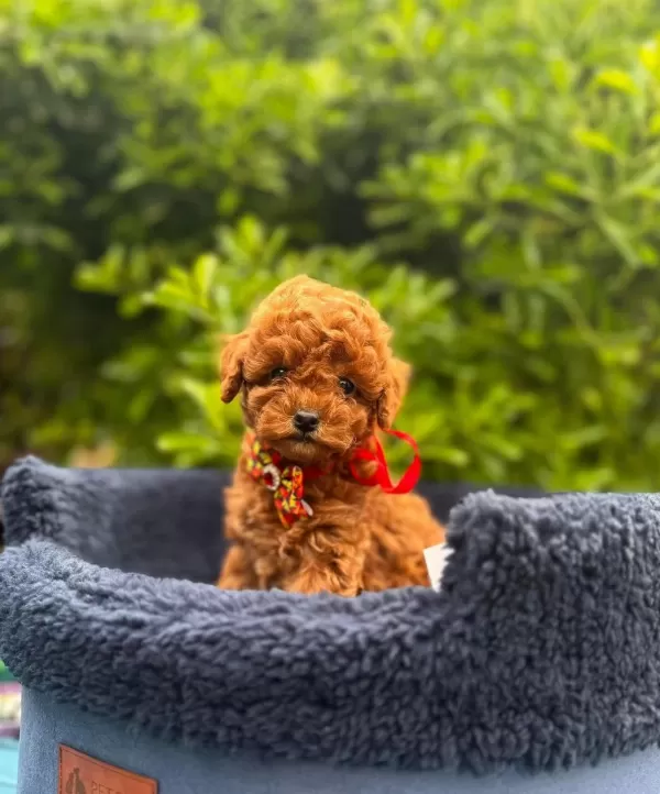 Safkan Toy Poodle Yavrularımız