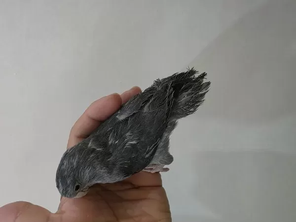 Harika Forpus Dişi Yavru