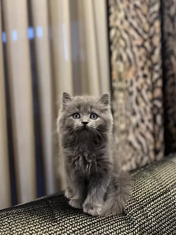 Güzeller Güzeli British Longhair Yavrularim