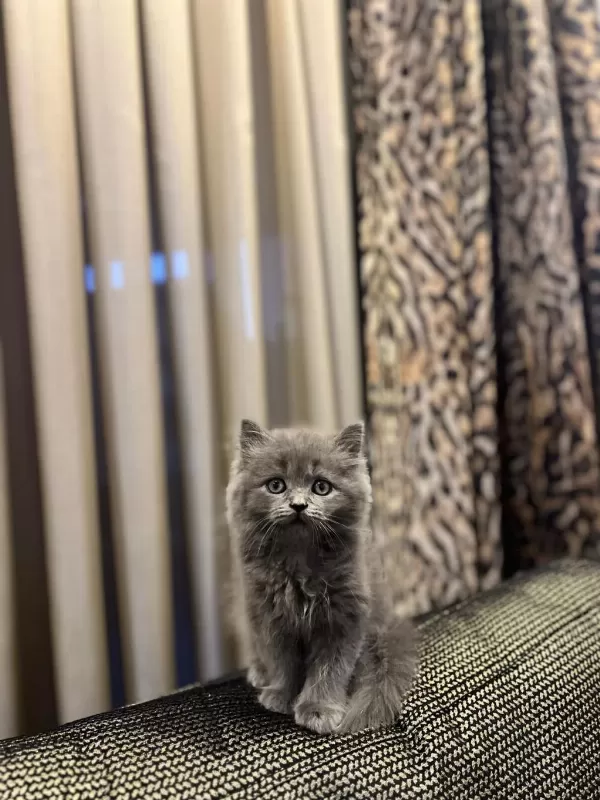 Güzeller Güzeli British Longhair Yavrularim