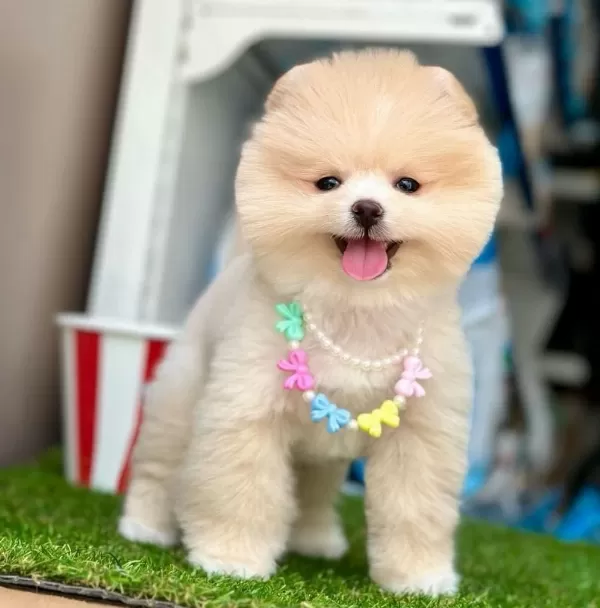 Safkan Pomeranian Boo Yavrularımız
