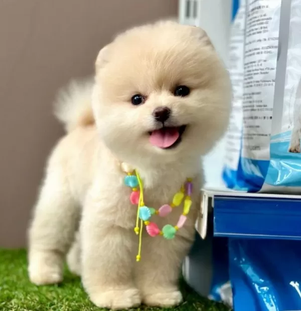 Safkan Pomeranian Boo Yavrularımız
