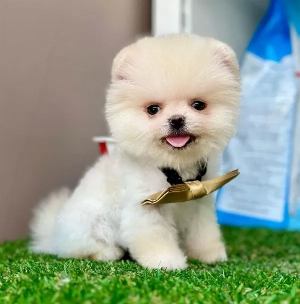 Safkan Pomeranian Boo Yavrularımız
