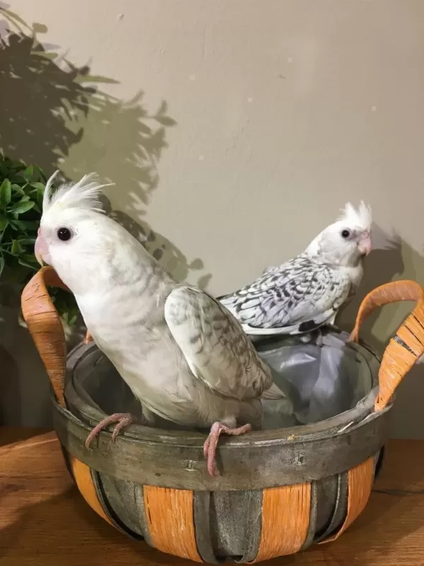 A Kalite Wf White Yavru Bebek Sultan Papagani Evcil