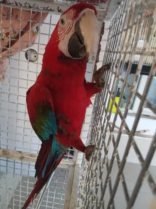 Macaw Papağanı Ele Kola Gelir