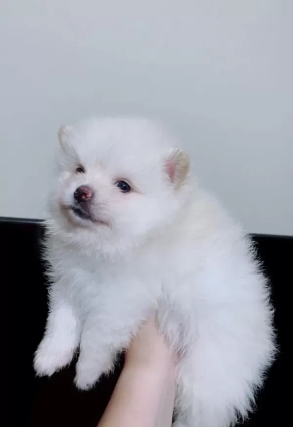 Pomeranian Dişi Güzellik