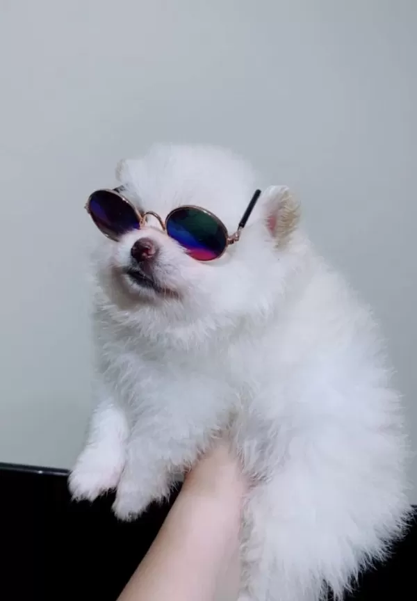 Pomeranian Dişi Güzellik