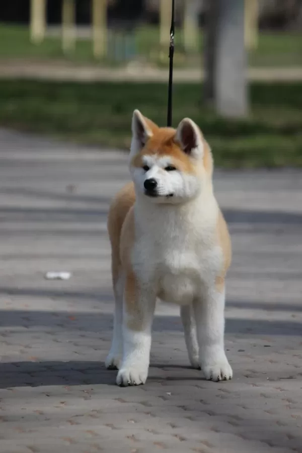 Japonların Gözbebeği Olan Japon Akita Yavruları