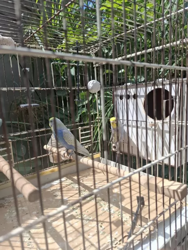 Sağlıklı Muhabbet Kuşlar